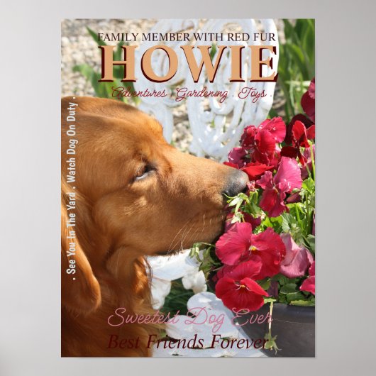 Pet Star Creative Poster (Voorkant)