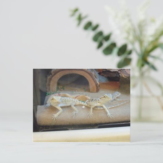 Pet Store hagedissen Briefkaart (Staand voorkant)