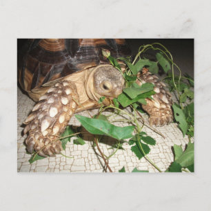 Pet Sulcata Tortoise Eating Bindweed and Mulberry Briefkaart
