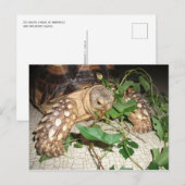 Pet Sulcata Tortoise Eating Bindweed and Mulberry Briefkaart (Voorkant / Achterkant)
