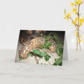 Pet Sulcata Tortoise Munching Leaves Kaart (Gele Bloem)