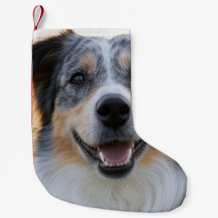 Pet toevoegen Foto aanpassen Kleine Kerstsok