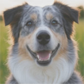 Pet toevoegen Foto aanpassen Sticker (Voorkant)