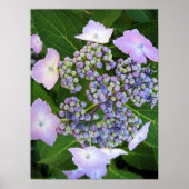 Pet van lavendel Hydrangea Bloom Poster (Voorkant)