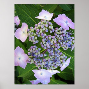 Pet van lavendel Hydrangea Bloom Poster