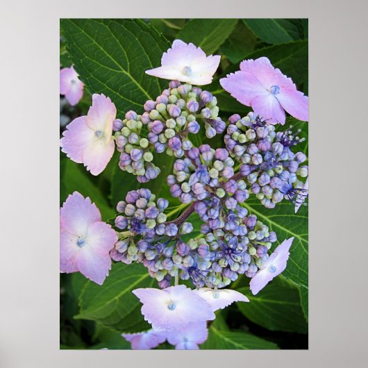 Pet van lavendel Hydrangea Bloom Poster (Voorkant)