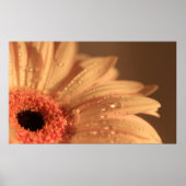 Petaaldruppels Poster (Voorkant)