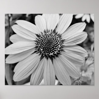 Petal Flower 10x8 Poster