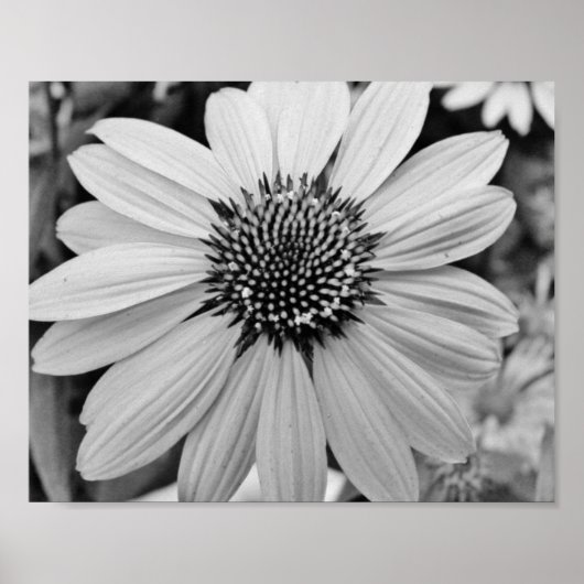 Petal Flower 10x8 Poster (Voorkant)