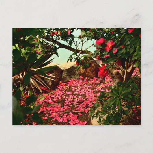 Petal Haven aan de rand van het water Briefkaart (Voorkant)