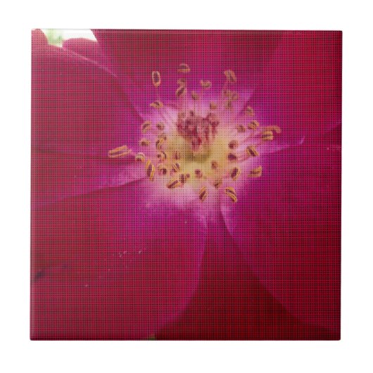 Petal Perfection: Geruit Roos Petal Pattern Art Tegeltje (Voorkant)