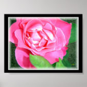 Petal Pink Rose Poster (Voorkant)