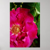 Petals of Summer Print (Voorkant)