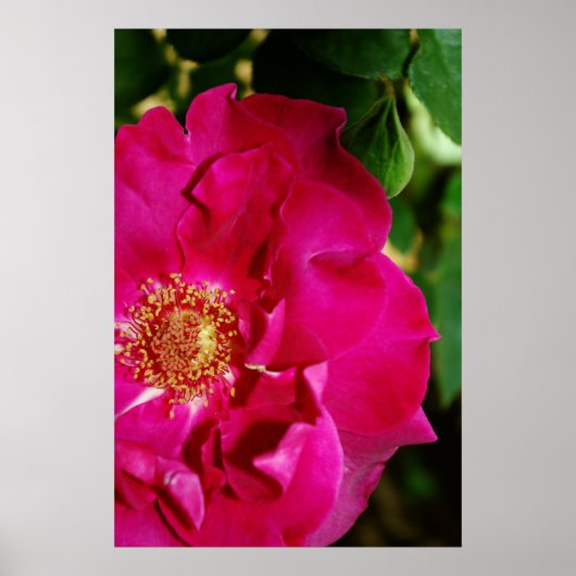 Petals of Summer Print (Voorkant)