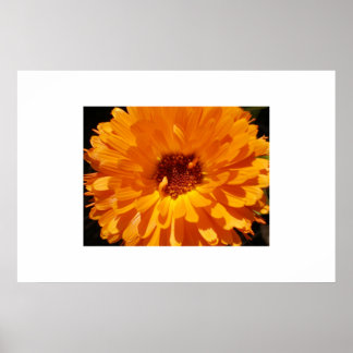 Petals Poster