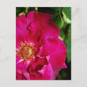 Petals van het Briefkaart van de zomer