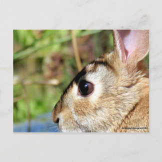 "Peter Rabbit" Briefkaart