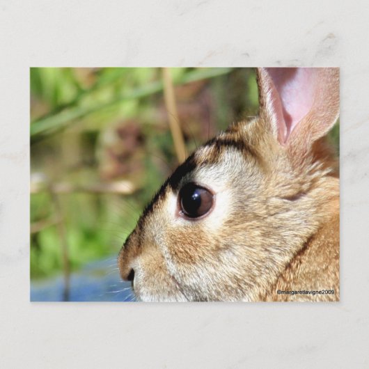 "Peter Rabbit" Briefkaart (Voorkant)