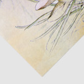 Peter Rabbit (uien) Weefselpapier Tissuepapier (Detail)