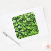 peterselie vierkante sticker (Envelop)