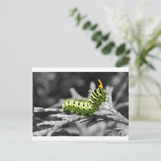 peterselier zwart-wit briefkaart (Staand voorkant)