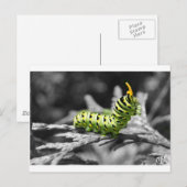 peterselier zwart-wit briefkaart (Voorkant / Achterkant)