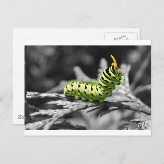 peterselier zwart-wit briefkaart (Voorkant / Achterkant)