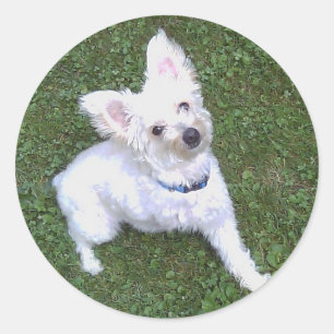 Petey de Pom-a-Poo Sticker