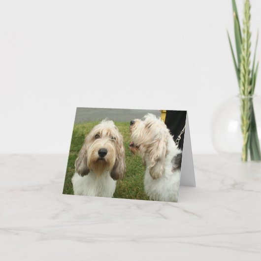 Petit Basette Griffon Vendeen Blank Kaart (Voorkant)