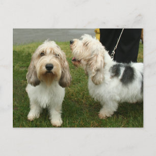 Petit Basette Griffon Vendeen Briefkaart