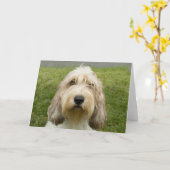 Petit Basette Griffon Vendeen Kaart (Gele Bloem)