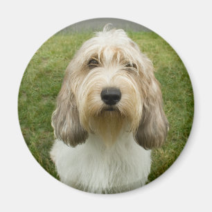 Petit Basette Griffon Vendeen Magneet