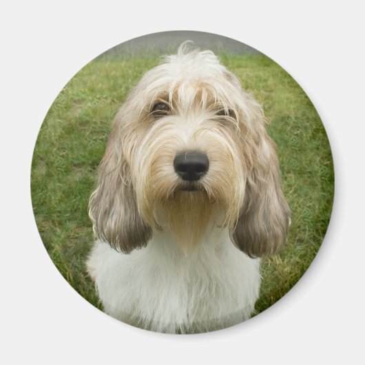 Petit Basette Griffon Vendeen Magneet (Voorkant)