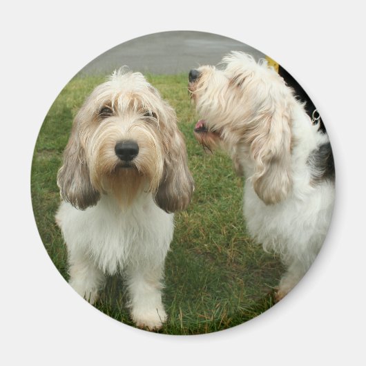 Petit Basette Griffon Vendeen Magneet (Voorkant)