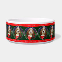 Petit Basset Griffon Vendeen Kerstmis