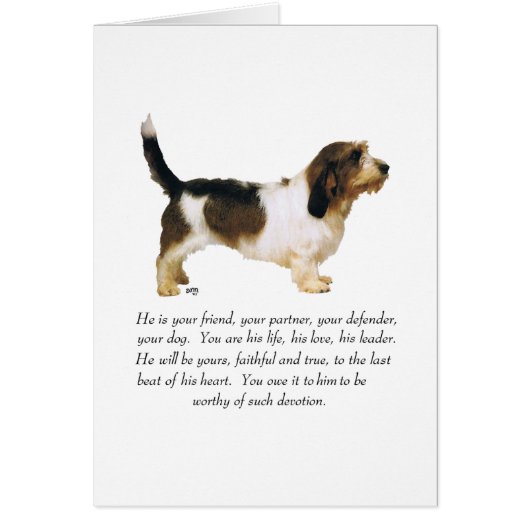 Petit Basset Griffon Vendeen Mannelijk (Voorkant)