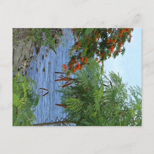 Petite Anse - Martinique, FWI Briefkaart (Voorkant)