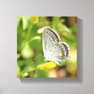 Petite Butterfly Canvas Afdruk