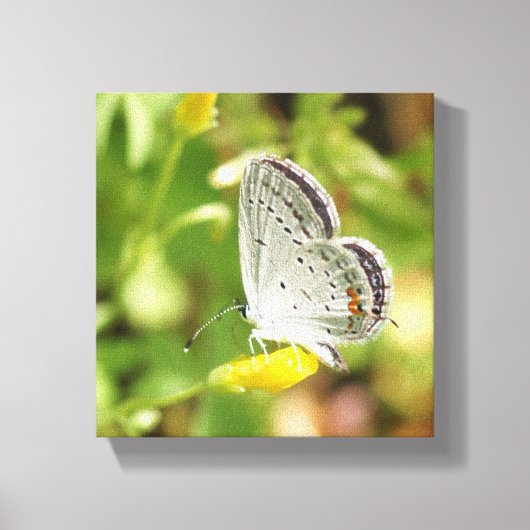 Petite Butterfly Canvas Afdruk (Voorkant)