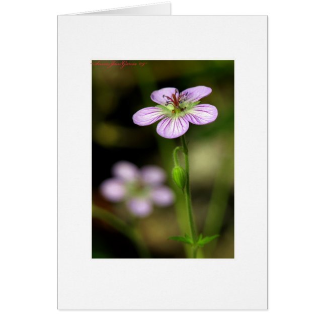 Petite paarse bloem (Voorkant)