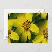 Petite Sunflower Fotografie-Briefkaart Briefkaart (Voorkant / Achterkant)