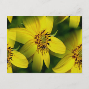 Petite Sunflower Fotografie-Briefkaart Briefkaart