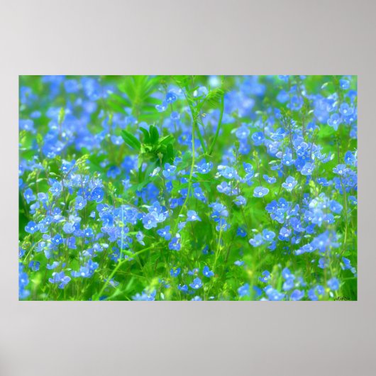 PETITES FLEURS BLEUES POSTER (Voorkant)