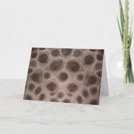 Petoskey Stone Kaart