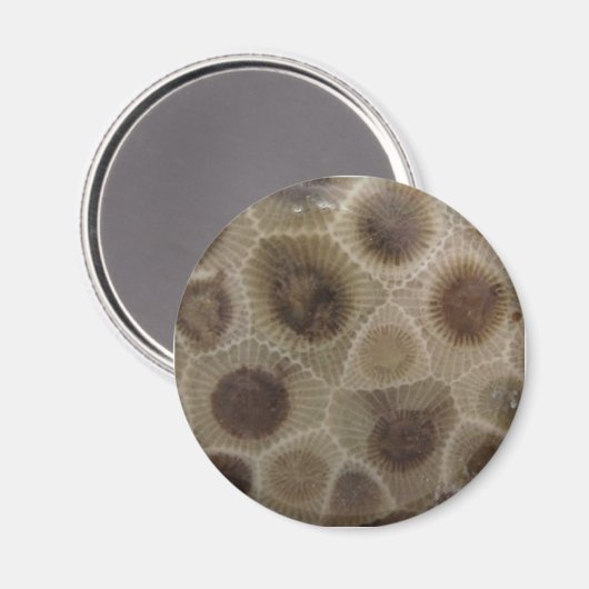 Petoskey Stone Magneet (Voorkant / Achterkant)