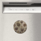 Petoskey Stone Magneet (Insitu (Vaatwasser))