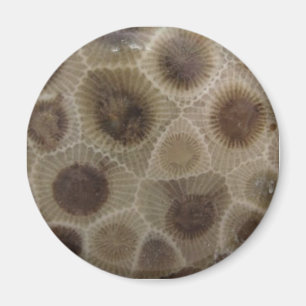 Petoskey Stone Magneet