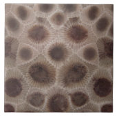 Petoskey Stone Tegeltje (Voorkant)
