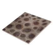 Petoskey Stone Tegeltje (Zijkant)