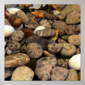 Petoskey Stones met Shells l Poster (Voorkant)